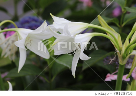 初夏の庭に咲くクリナムの白い花 初夏の庭に咲くクリナムの白い花 79128716