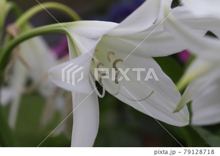 初夏の庭に咲くクリナムの白い花 初夏の庭に咲くクリナムの白い花 79128718