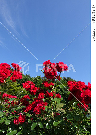 満開のバラ　薔薇　ばら 79128847