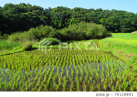 6月　町田351図師小野路歴史環境保全地域(里山景観) 79128891
