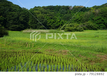 6月 町田350図師小野路歴史環境保全地域(里山景観) 6月 町田350図師小野路歴史環境保全地域(里山景観) 79128892