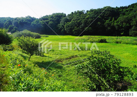 6月 町田349図師小野路歴史環境保全地域(里山景観) 6月 町田349図師小野路歴史環境保全地域(里山景観) 79128893