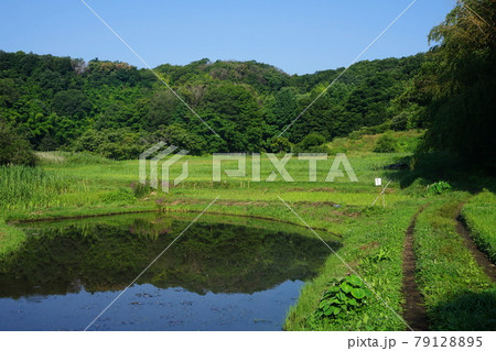 6月　町田347図師小野路歴史環境保全地域(里山景観) 79128895