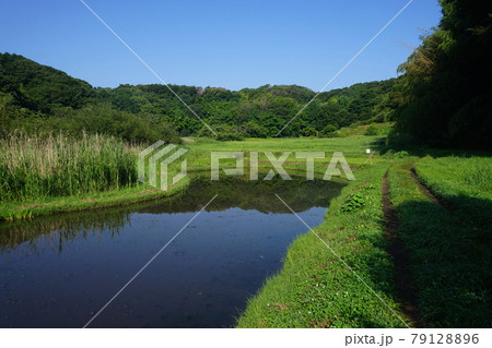6月　町田346図師小野路歴史環境保全地域(里山景観) 79128896