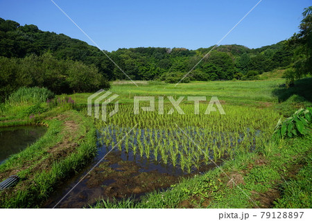 6月 町田345図師小野路歴史環境保全地域(里山景観) 6月 町田345図師小野路歴史環境保全地域(里山景観) 79128897