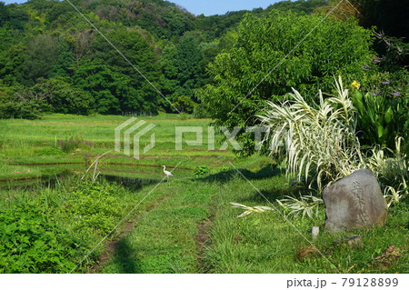6月 町田343草木塔(供養塔)・図師小野路歴史環境保全地域(里山景観) 6月 町田343草木塔(供養塔)・図師小野路歴史環境保全地域(里山景観) 79128899