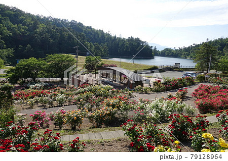 バラ 薔薇 ばら 東沢バラ公園 バラ 薔薇 ばら 東沢バラ公園 79128964
