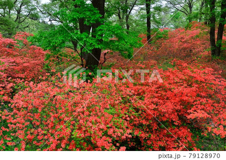 二本木峠のツツジ Azalea in Nihongi pass 二本木峠のツツジ Azalea in Nihongi pass 79128970