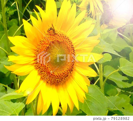 ひまわりとミツバチ 79128982
