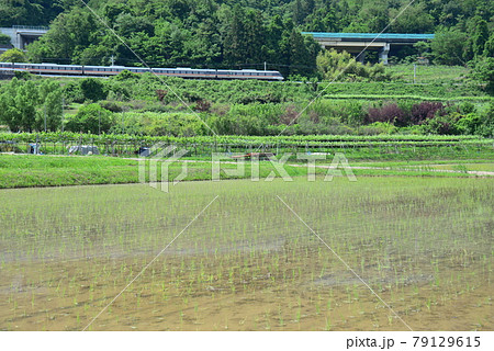田植え後の水田の向こうの長野道と篠ノ井線 田植え後の水田の向こうの長野道と篠ノ井線 79129615