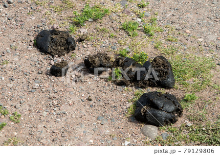 Horse Manure on a Rustic Country Lane 79129806