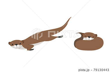 Set of Cute Weasel in Various Poses, Adorable Funny Wild Animal in Action Cartoon Vector Illustration 79130443