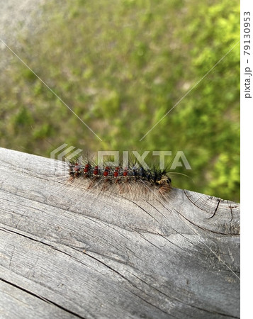 カラフルで毛が多い毛虫 79130953