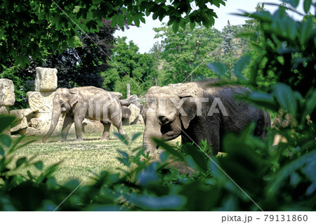 Elephant in Prague ZOO in nature 79131860
