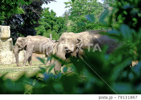 Elephant in Prague ZOO in nature Elephant in Prague ZOO in nature 79131867