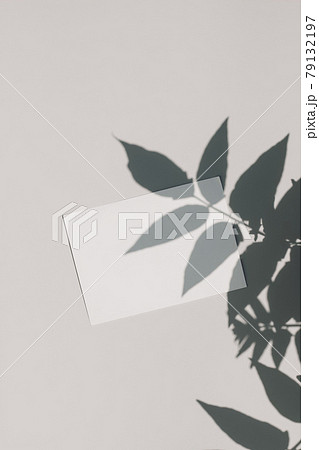 Blank business card, invitation mockup in sunlight on beige table background. Tropical tree leaf shadow overlay. Modern template, branding identity. Summer vacation design. Flat lay, top vie, vertical Blank business card, invitation mockup in sunlight on beige table background. Tropical tree leaf shadow overlay. Modern template, branding identity. Summer vacation design. Flat lay, top vie, vertical 79132197