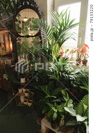 Exotic green plants in the room Exotic green plants in the room 79133220