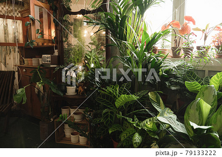 Domestic room with green potted plants 79133222