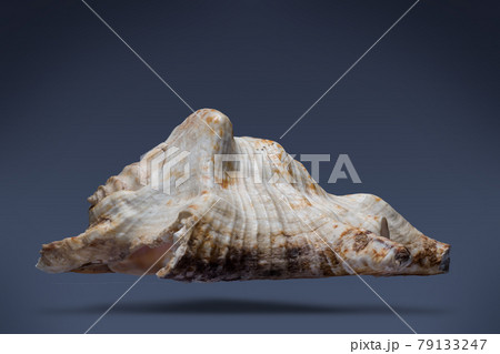 floating seashell laying in the middle of dark blue background subject have clipping path already. 79133247