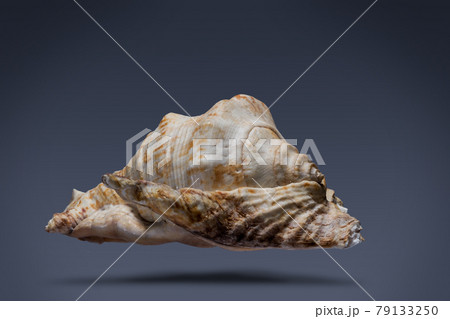floating seashell laying in the middle of dark blue background subject have clipping path already. floating seashell laying in the middle of dark blue background subject have clipping path already. 79133250