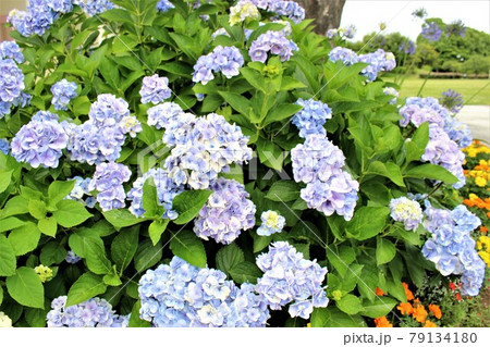 公園の紫陽花 79134180