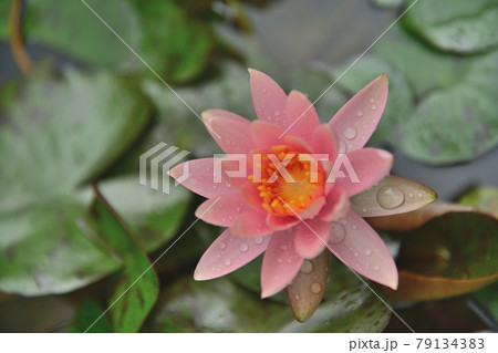 睡蓮 79134383
