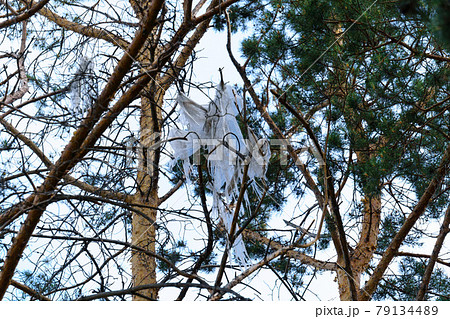 plastic bag was tangled in the branches of a tree. Ecology, freedom from plastic 79134489