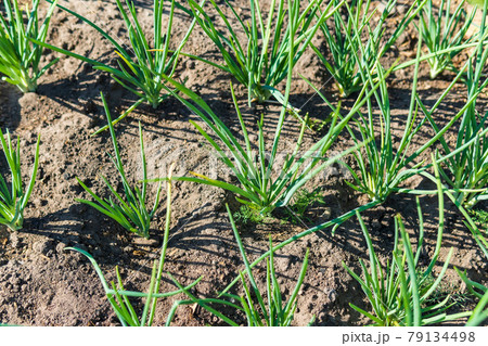 Green stalks of onion in vegetable garden. Organic farm, agriculture industry. Selective Focus Green stalks of onion in vegetable garden. Organic farm, agriculture industry. Selective Focus 79134498