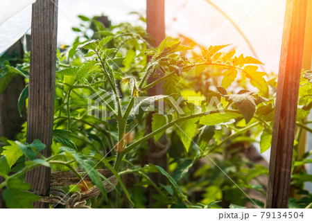 greenhouse with organic tomato plants selective focus. Vegetable growing agriculture 79134504