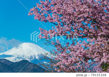 松田町松田山 満開の河津桜と富士山 の写真素材