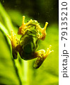 The green frog 79135210