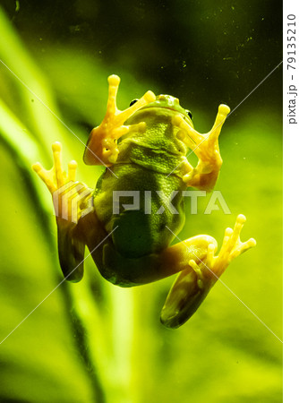 The green frog 79135210