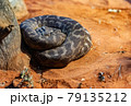 Snake on the sand 79135212