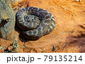 Snake on the sand 79135214