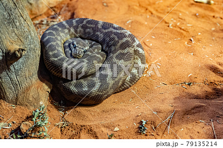 Snake on the sand 79135214