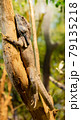 Lizard on the tree 79135218