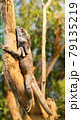 Lizard on the tree 79135219