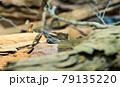 Lizards on the rock 79135220