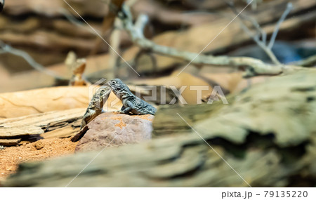 Lizards on the rock 79135220