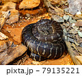 Snake on the rock 79135221