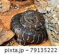 The snake on the sand 79135222