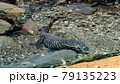 The large Lizard 79135223