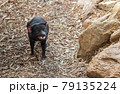 The Tasmanian Devil 79135224