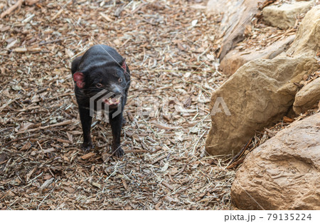 The Tasmanian Devil 79135224