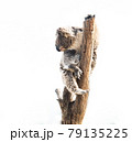 Member of australia called Koala 79135225