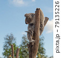 Member of Australia called Koala 79135226