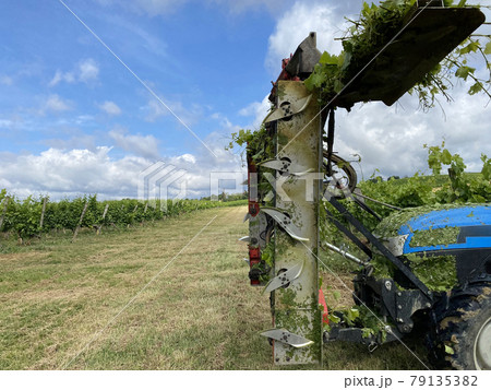 blade for pruning grapes on farm tractor 79135382