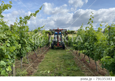mechanized pruning of grapes in grape farm france 79135383
