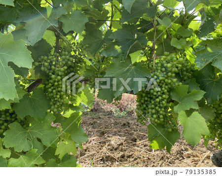 unripe leaves and bunches of grapes in summer in france 79135385