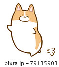 走るコーギー 79135903
